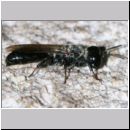 Crossocerus megacephalus - Grabwespe w01a 7mm am Holzstapel - OS-Wallenhorst-Tongrube-det.jpg